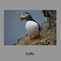 Puffin